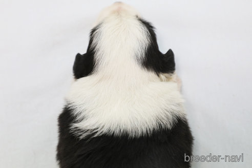 成約済の神奈川県のボーダーコリー-315523の3枚目